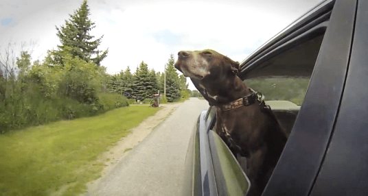 Fofura do dia: Vídeo mostra cachorros se divertindo em passeio de carro
