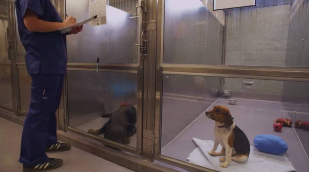 Vídeo sensível que mostra cachorro à espera de adoção tem mais de 600 000 visualizações