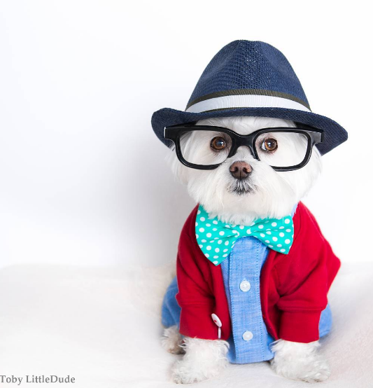 Cachorrinho hipster faz sucesso nas redes sociais