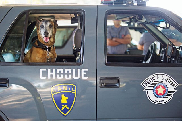 Em São Paulo, cães da Polícia Militar ajudarão na segurança das Olimpíadas