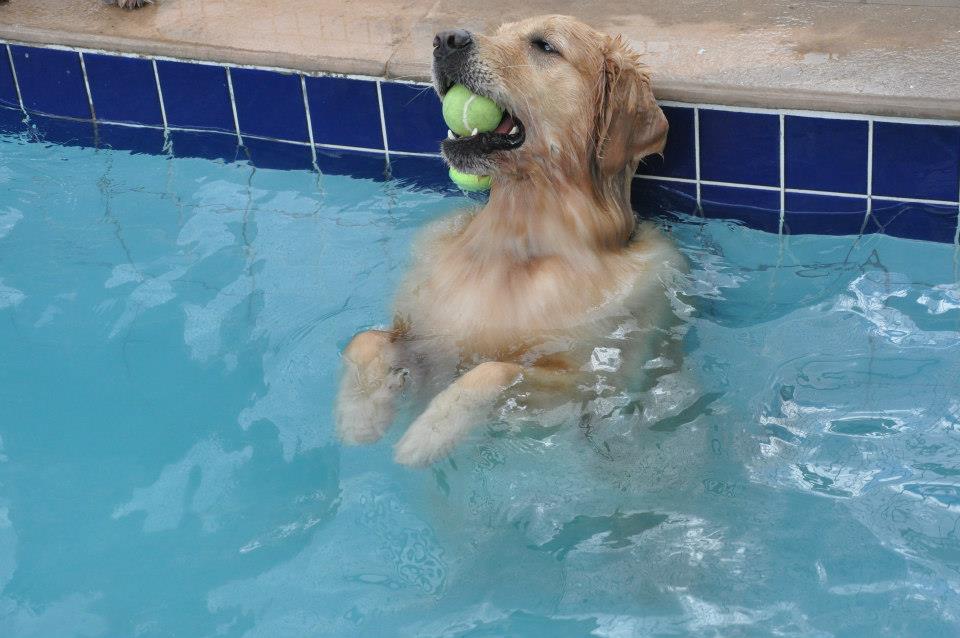 Piscina, playground, recreação… hotéis bons pra cachorro (e para os donos, que podem viajar tranquilos)