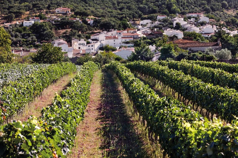 vinhos-do-alentejo