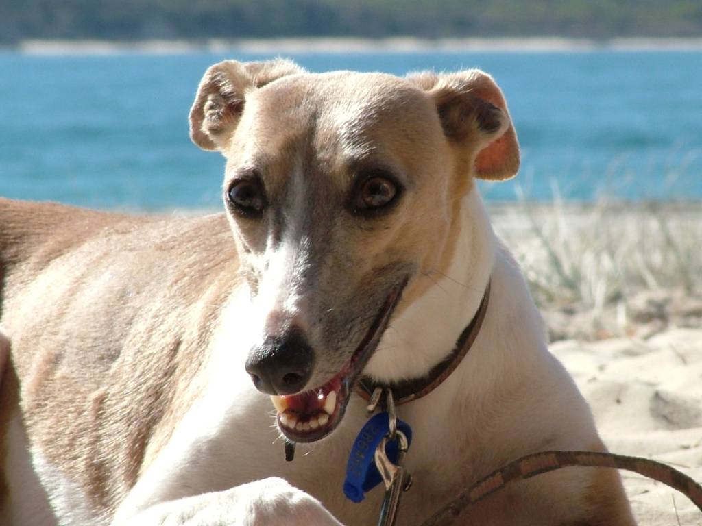 Encontro de whippets, galgos, greyhounds e outros totós elegantes neste domingo (1º)