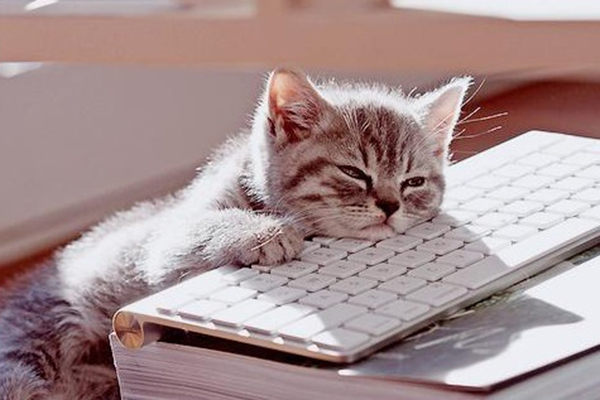 17 pessoas que entenderam perfeitamente o espírito da primeira segunda-feira do ano