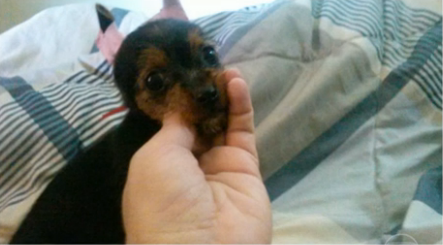 Vira-lata é pintado para se passar por cão de raça no Rio