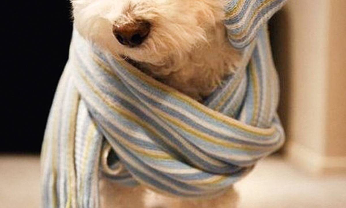 Cachorro inverno frio casaco