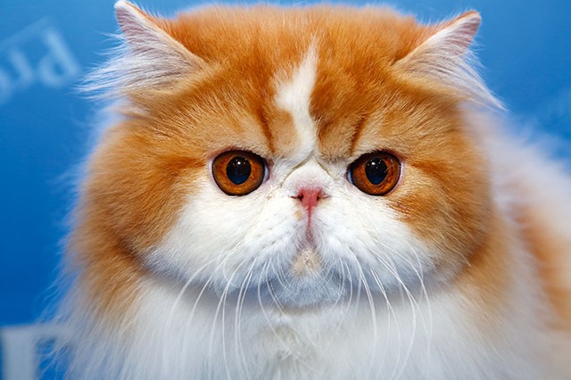 Gato persa