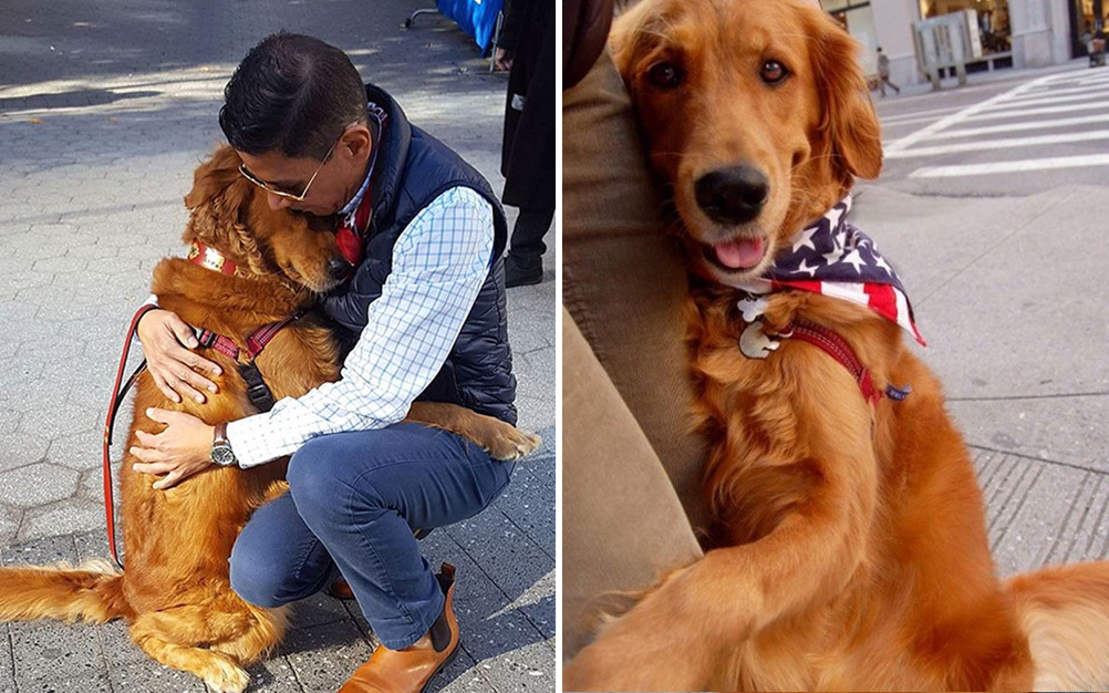 Este golden retriever gosta de abraçar desconhecidos em NY