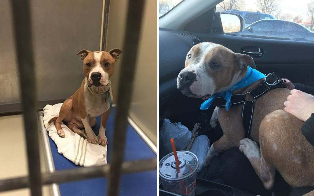 Após adoção, pit bull não consegue parar de abraçar nova dona