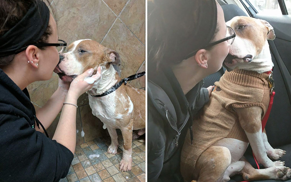 pit_bull_resgatado_03