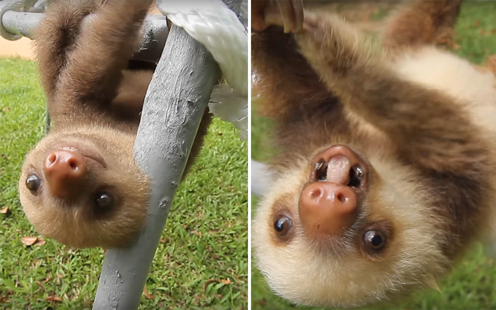 Vídeo mostra “conversa” entre filhotes de bicho-preguiça