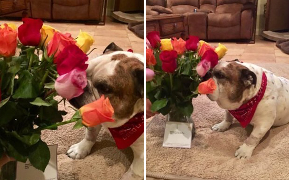 presente_cachorro_03