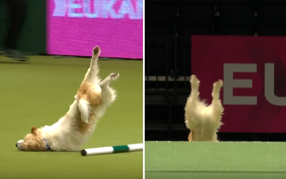 Após show atrapalhado para cães, mascote rouba a cena na internet