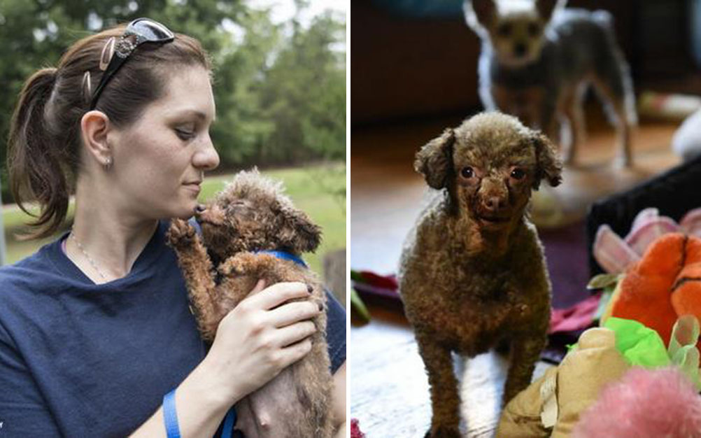 cachorro-transformacao-05