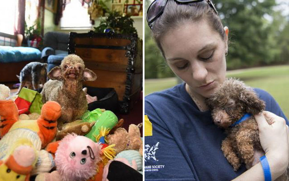 cachorro-transformacao-06