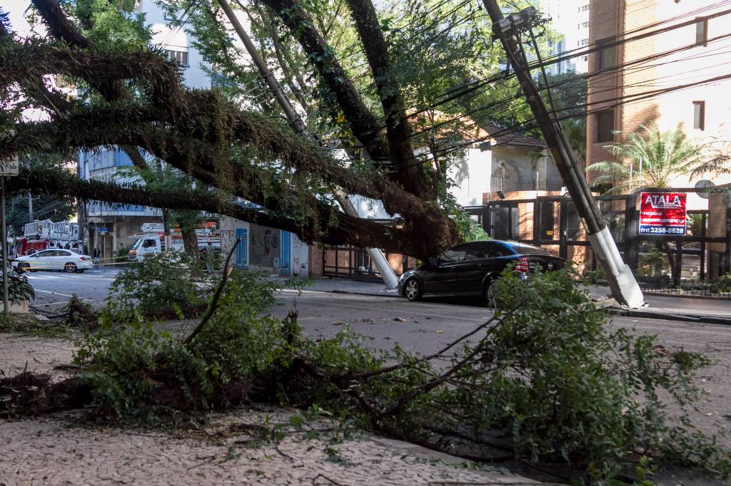 Queda de árvore de grande porte interdita rua nos Jardins