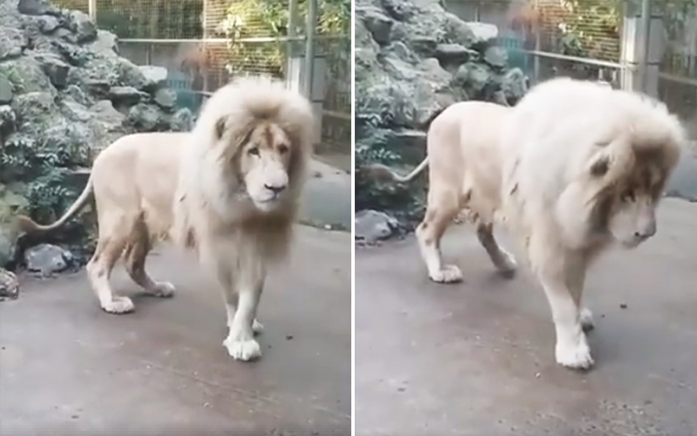 Leão tem reação inusitada ao “confrontar” bolhas de sabão