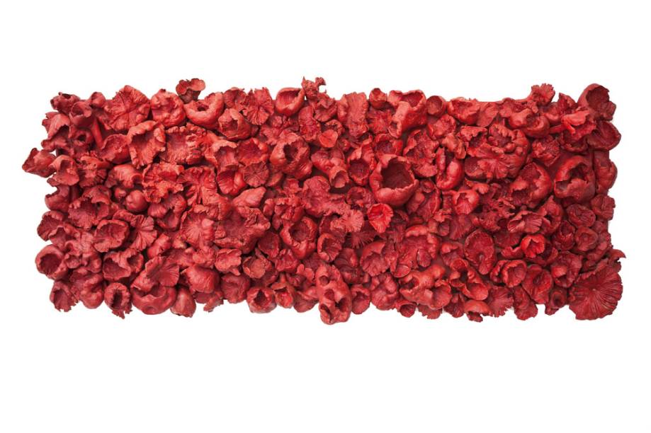 Frans Krajcberg Frans Krajcberg