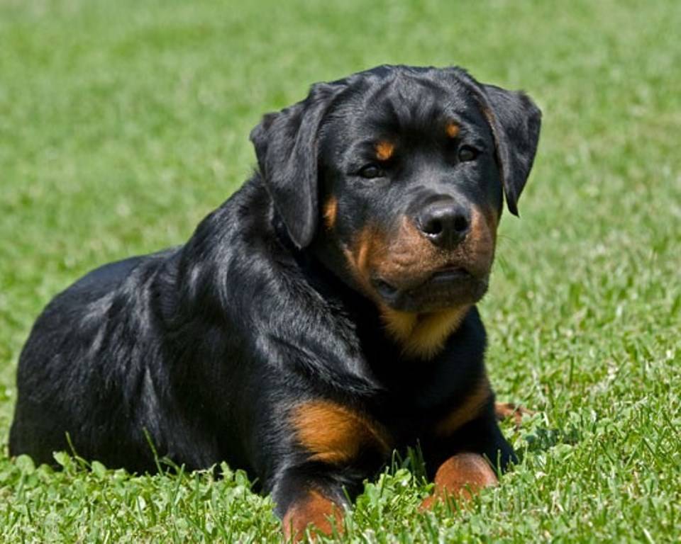 Paulistano ignora lei de focinheira para cães