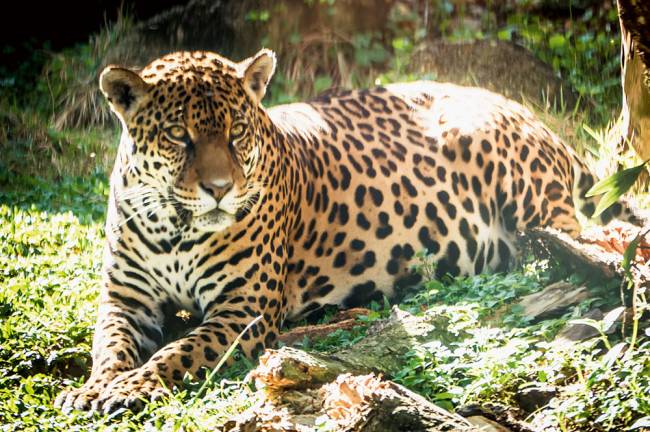 Zoológico de São Paulo – onça-pintada