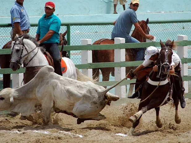 Senado aprova projeto que regulamenta vaquejada