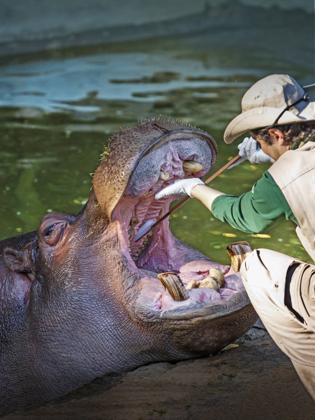 Prestes a completar 60 anos, Zoológico amarga demissões
