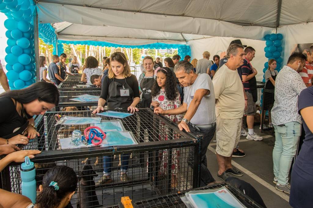 Luisa Mell faz feira de adoção com animais vindos da Cracolândia