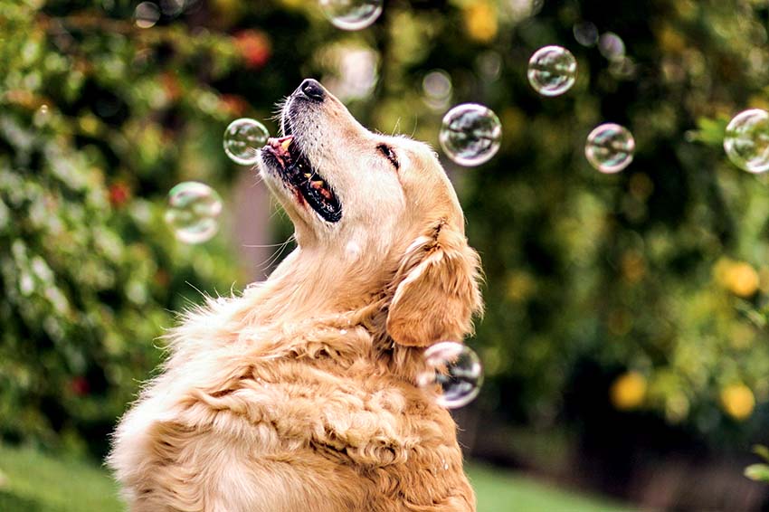 Brinquedo sabor melão desperta instinto de caça em animais