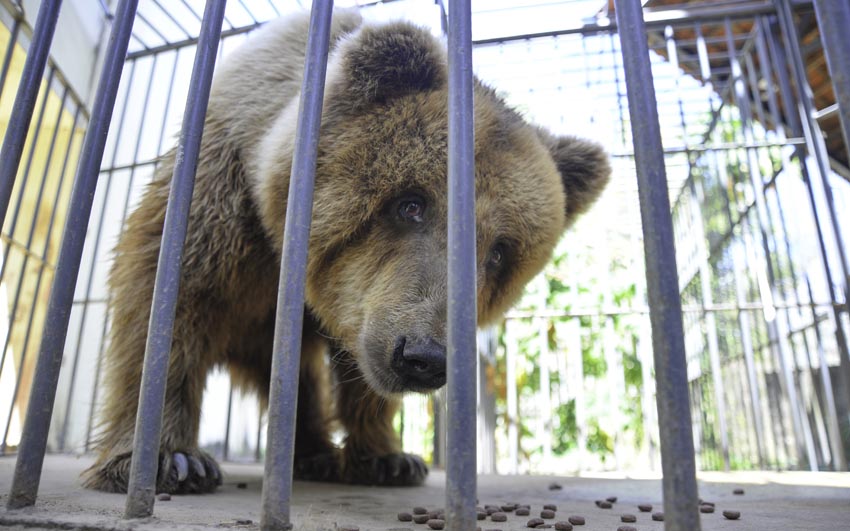 Abaixo assinado pede transferência da “ursa mais triste do mundo”