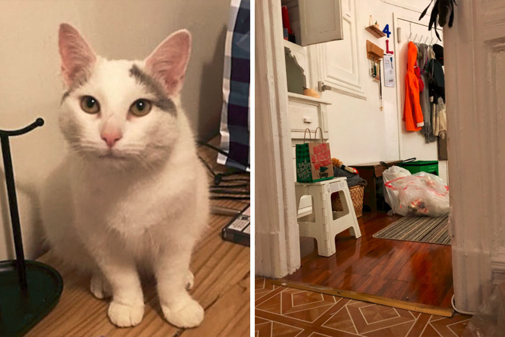 Você consegue encontrar a gatinha nas fotos do Twitter?