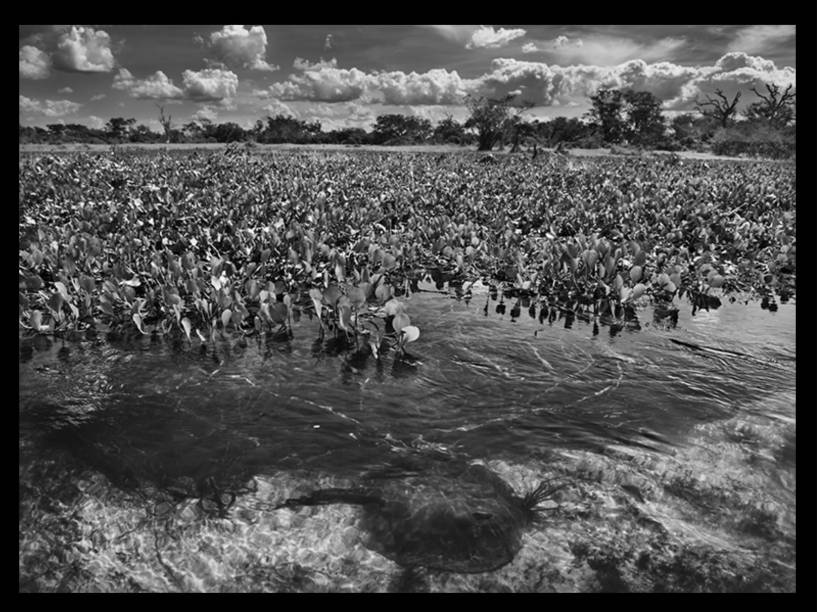 Série Gênesis, Sebastião Salgado