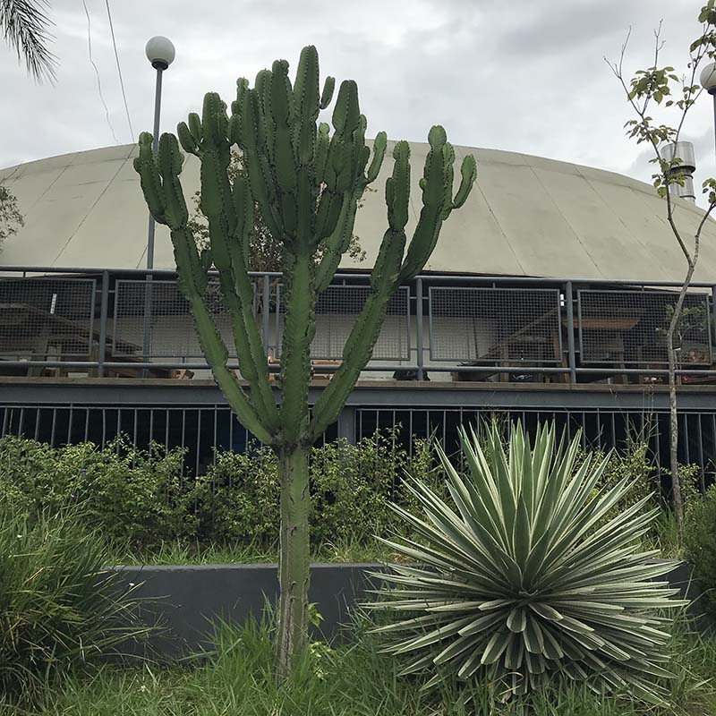 mercado3