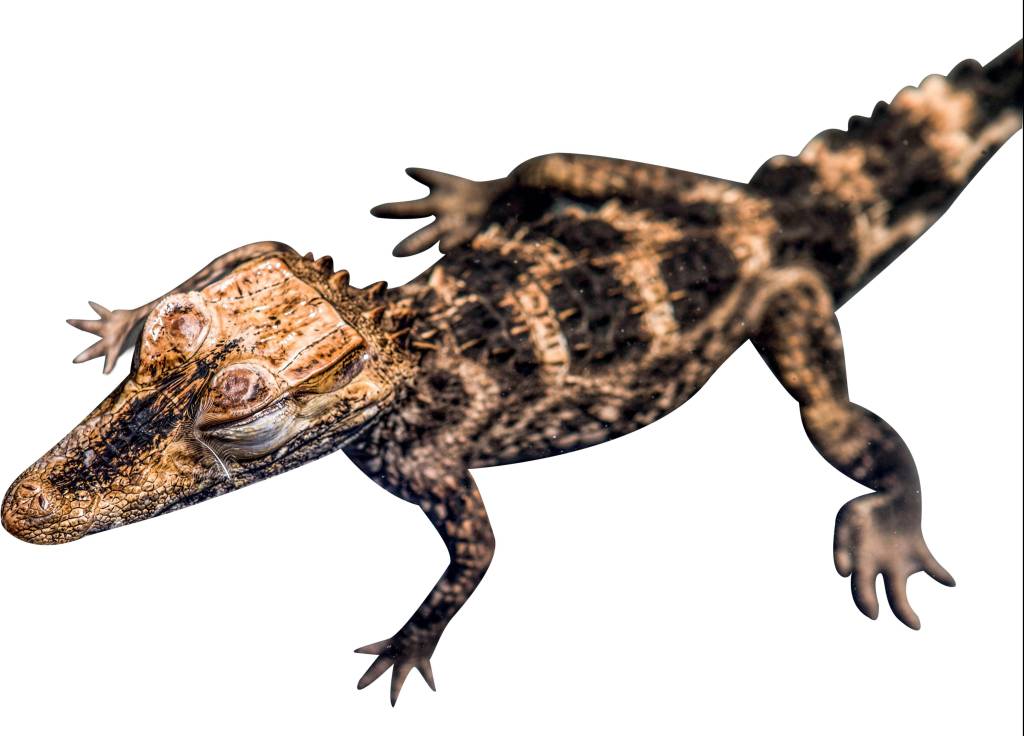 Tráfico de animais silvestres