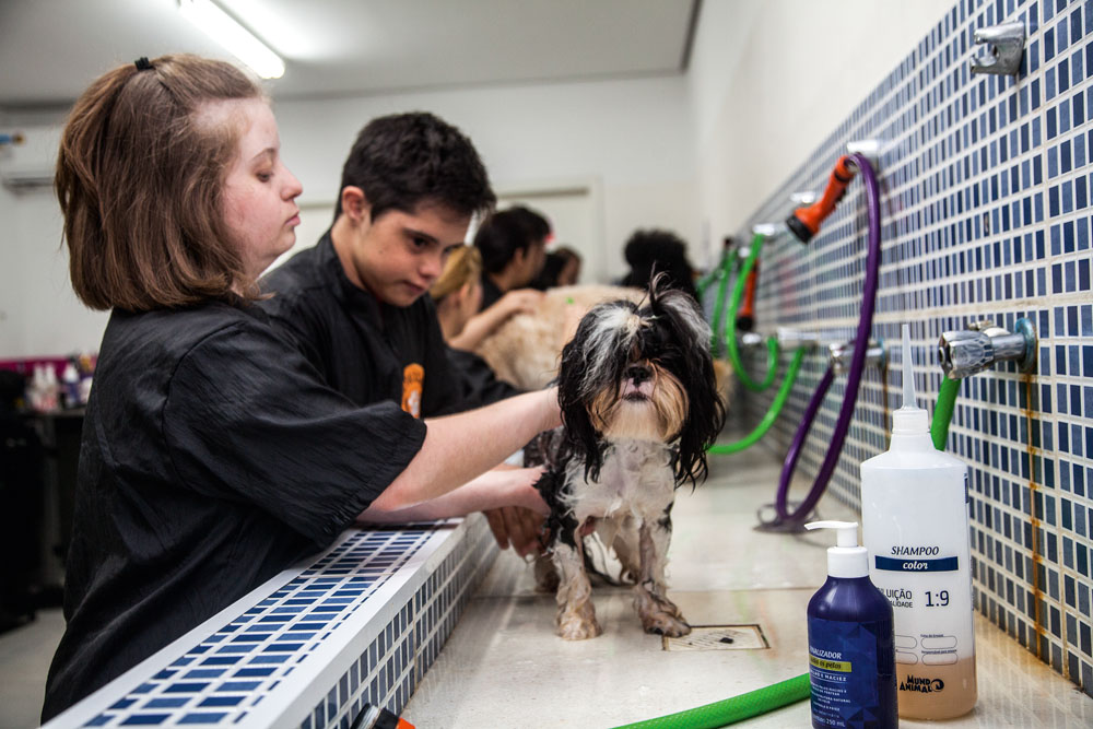 ONG lança curso de banhistas de pets para portadores de deficiência