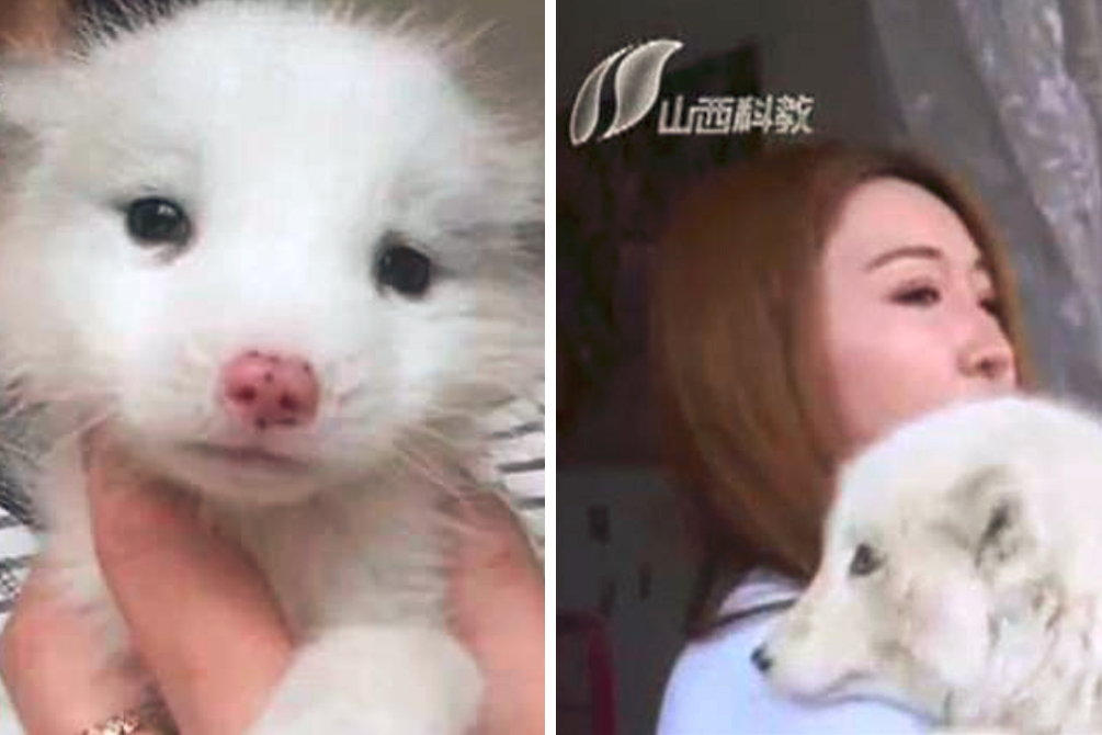 Mulher fica chocada ao descobrir que filhote de 680 reais não é cachorro