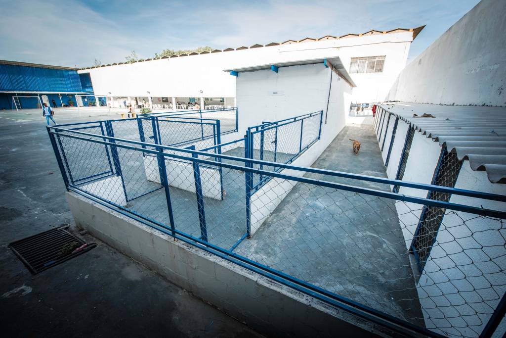 Canis em abrigos para moradores de rua têm apenas 20% das vagas ocupadas