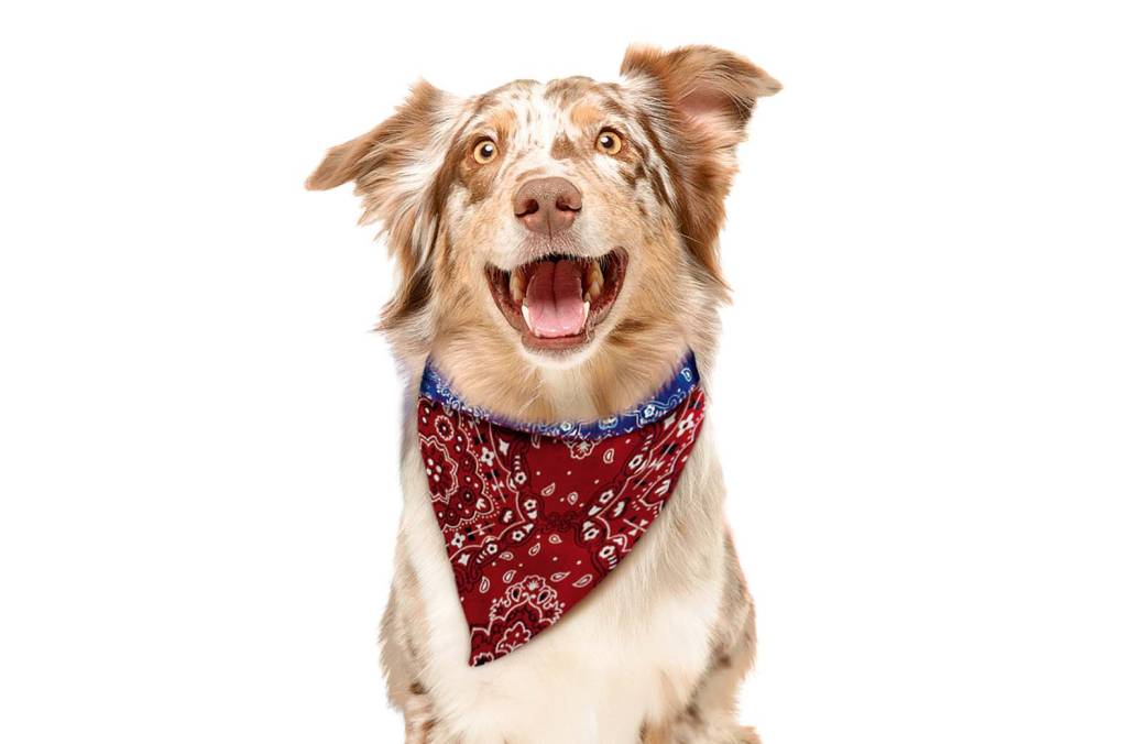 Empresa lança bandana repelentes para pets