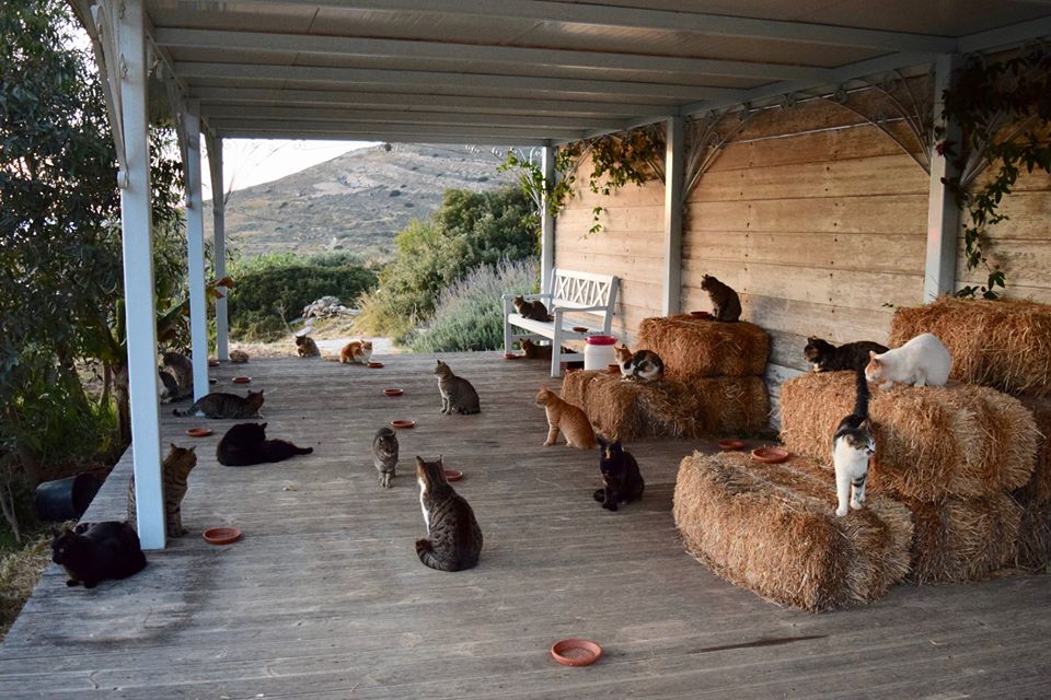 Você ama gatos? Essa vaga de emprego é para você