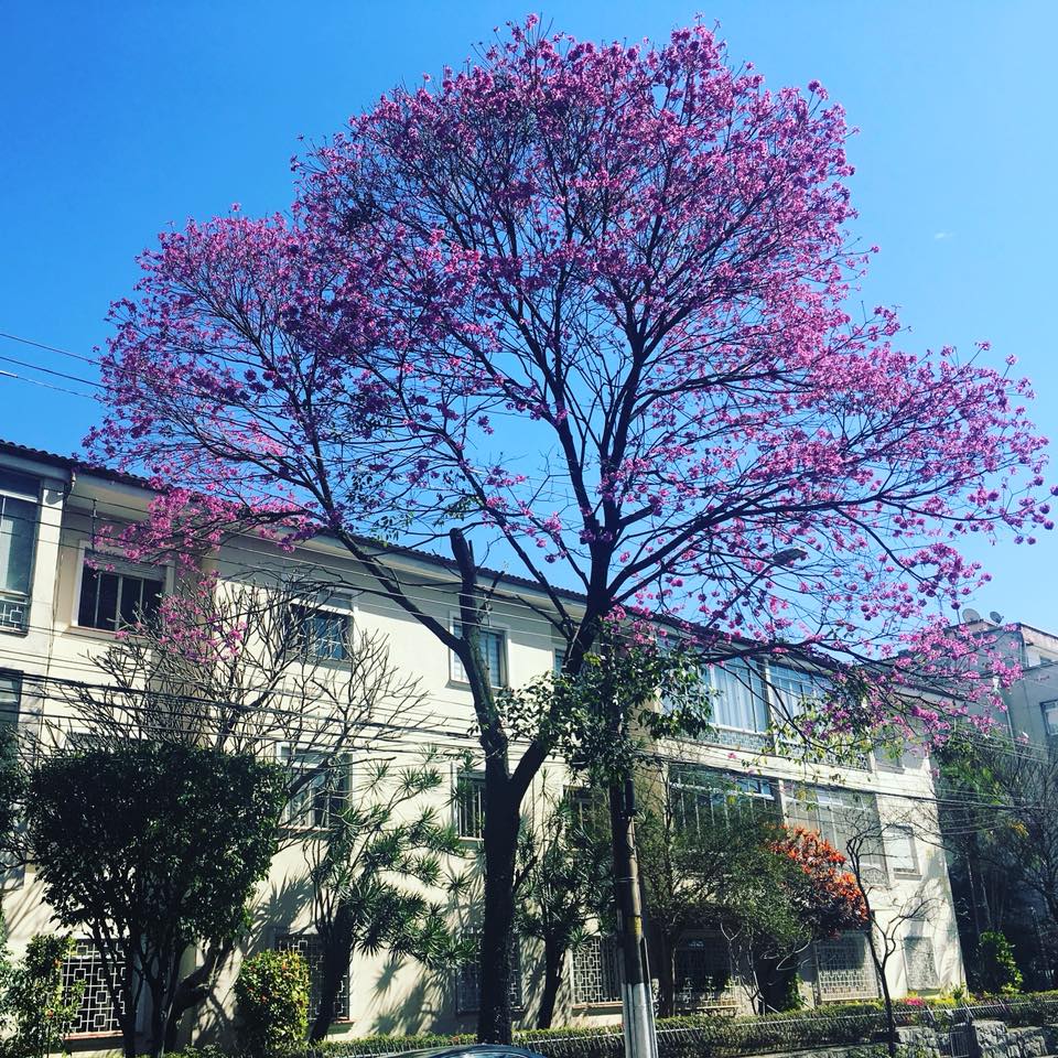 Conjunto de predinhos da ‘Hípica’, em Pinheiros, vira patrimônio histórico