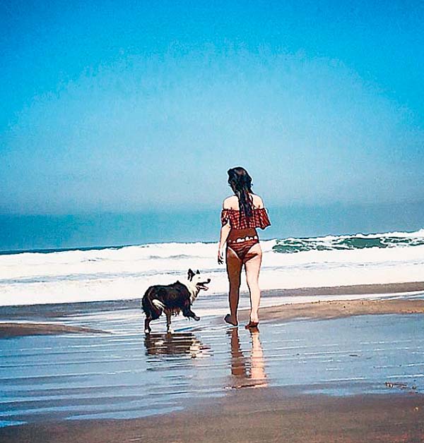 #MeuPet: conheça o border collie Apache José