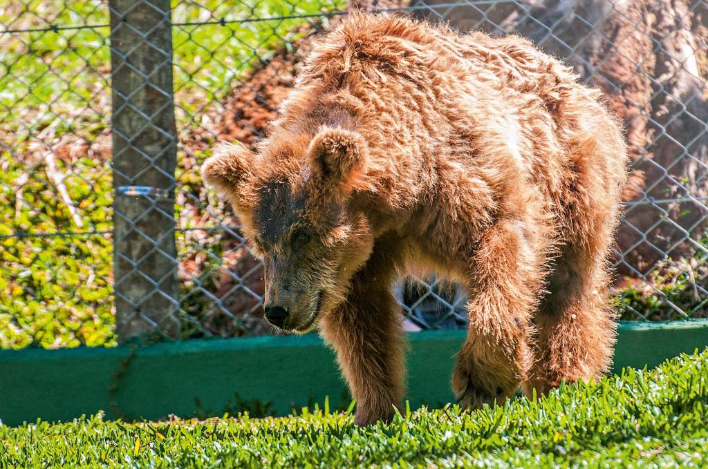 Após anos de maus-tratos, ursa-parda ganha vida de rainha em santuário