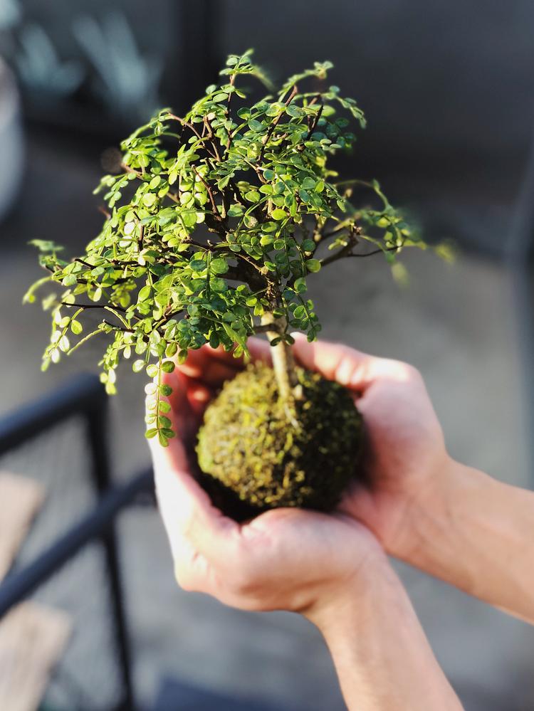 Oficinas ensinam técnicas de produção artesanal