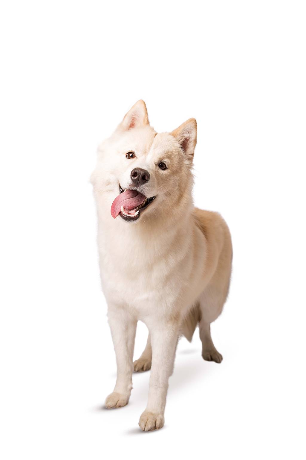 Gigante alimentício, grupo BRF passa a produzir ração para cães