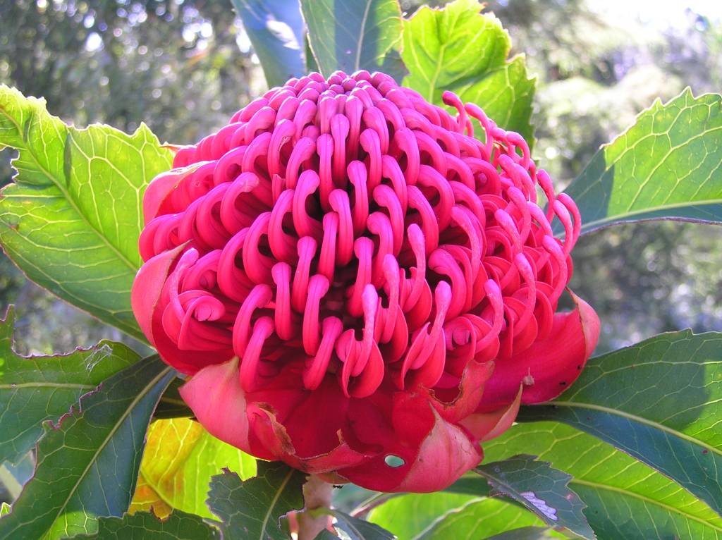 Waratah Waratah