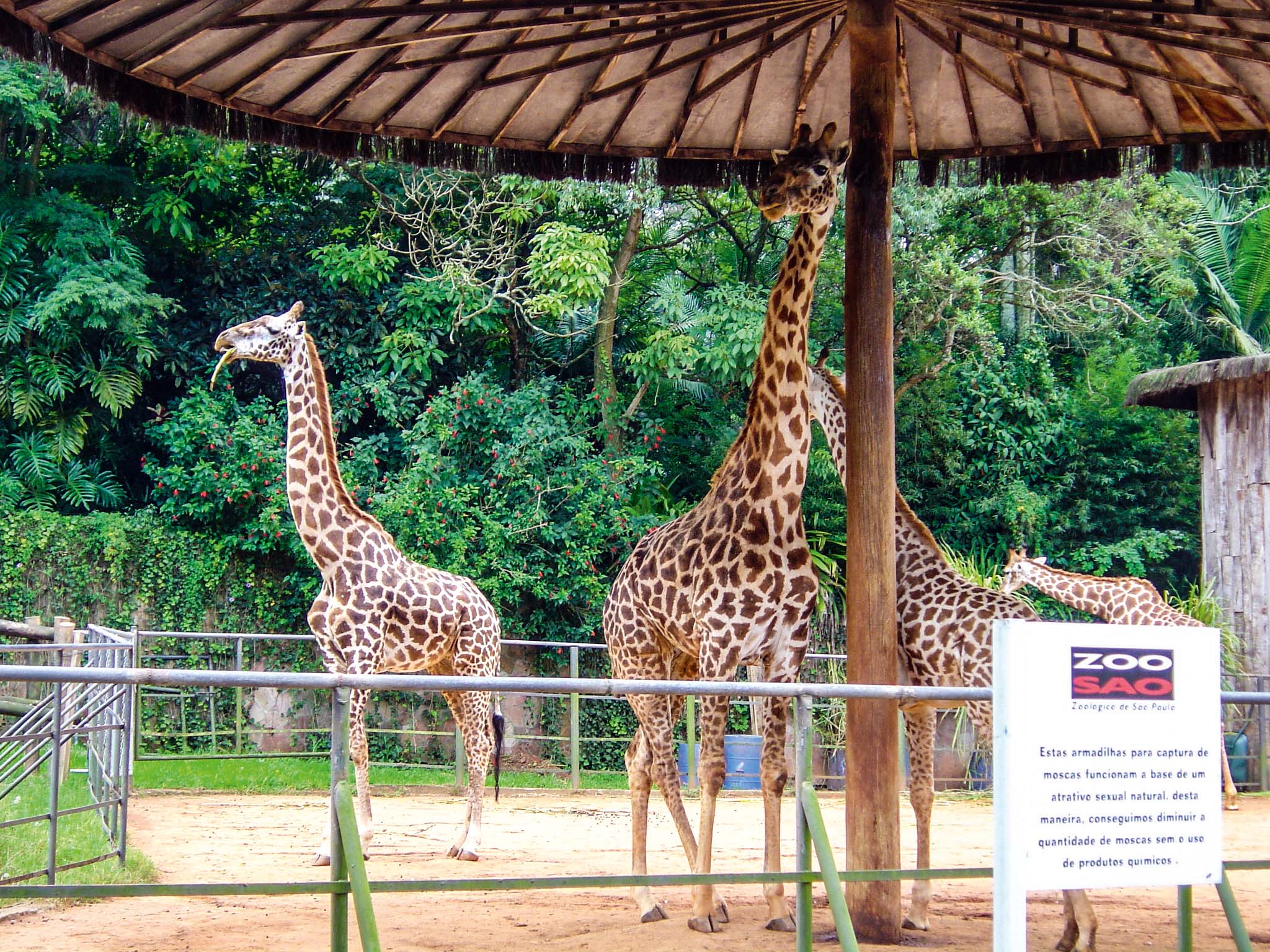Zool&oacute;gico de S&atilde;o Paulo