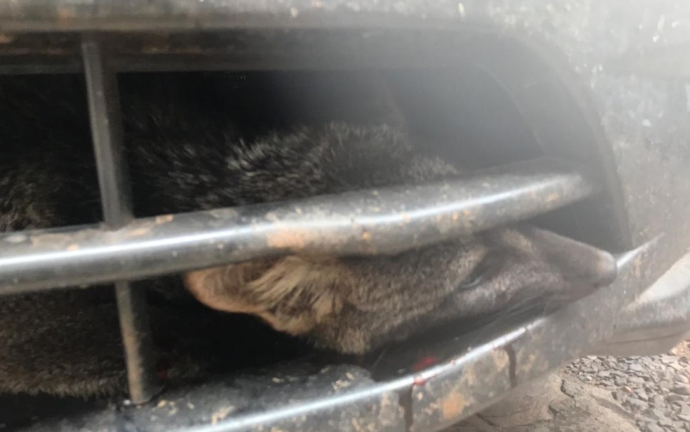 Raposa viaja 150 quilômetros dentro do para-choque de carro em Goiás