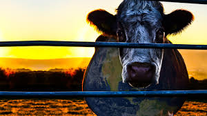 cow4 cow4