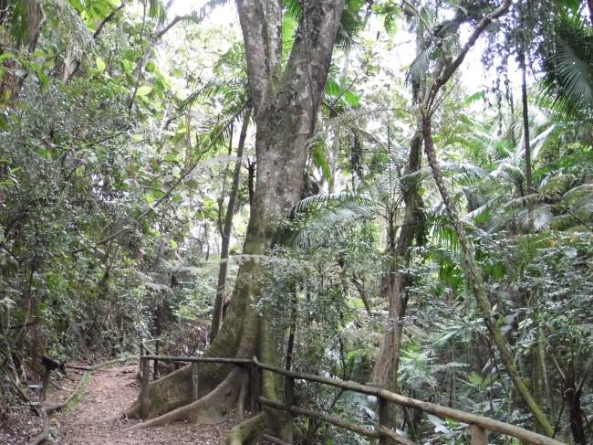 Parque Ecológico do Jaraguá