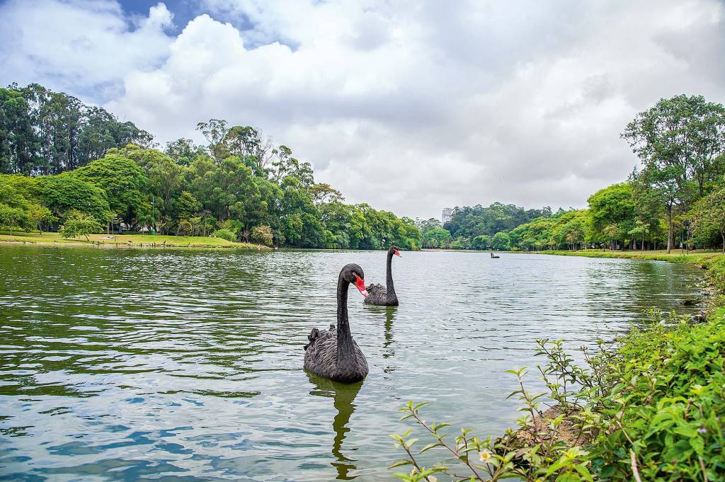 Lago Ibirapuera Lago Ibirapuera