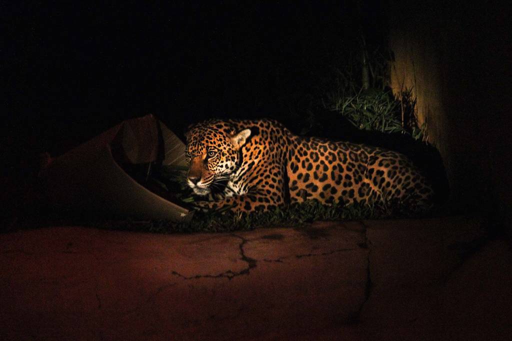Zoológico noite Zoológico noite